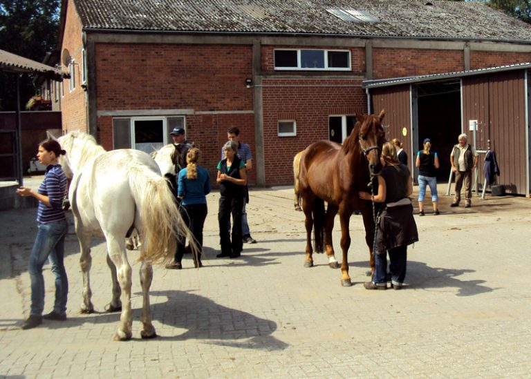 Für Praxisübungen stehen 30-40 Pferde unterschiedlichster Rassen, Größen und Altersgruppen den Auszubildenen zur Verfügung.