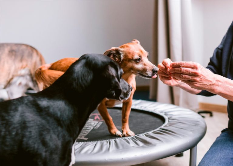 Positive Konditionierung der Hunde für die Arbeit auf dem Trampolin